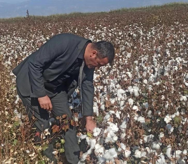 Didim’de pamuk hasat kontrolleri devam ediyor
