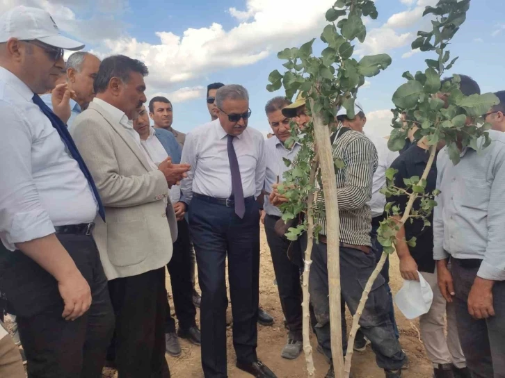 Diyarbakır’da bu yıl 200 bin fıstık aşılanması hedefleniyor
