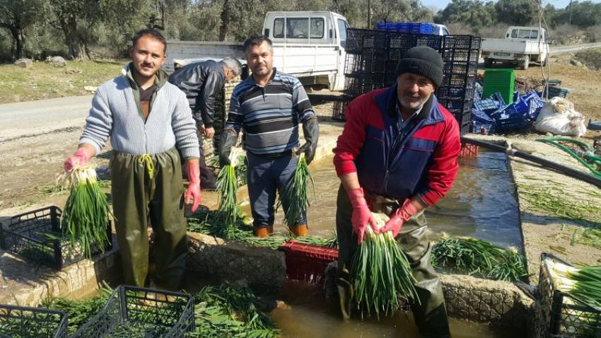  Doğal antibiyotik yeşil soğan