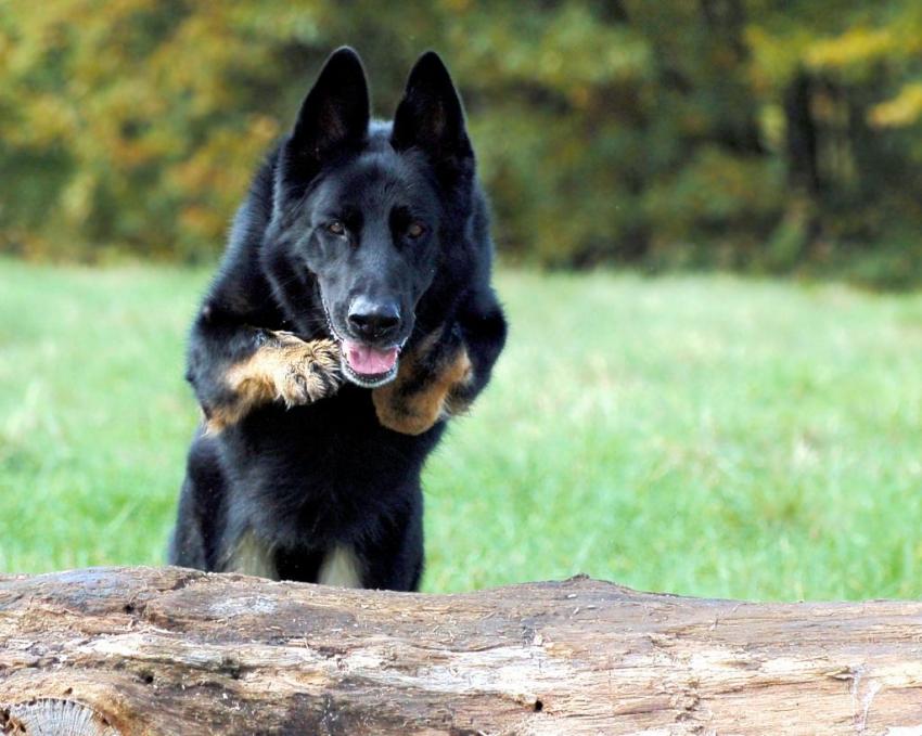 Köpekle tehdit edildi, polise şikayet etti