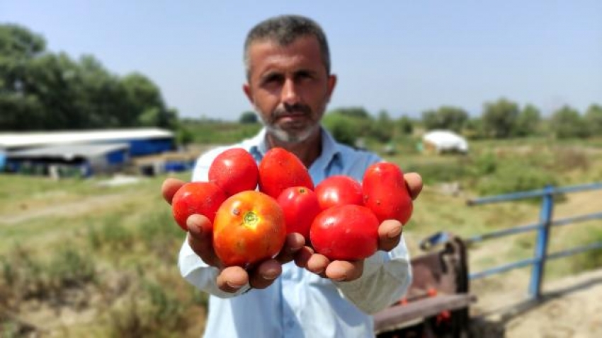 Bursa'da domates hasadı sancılı başladı