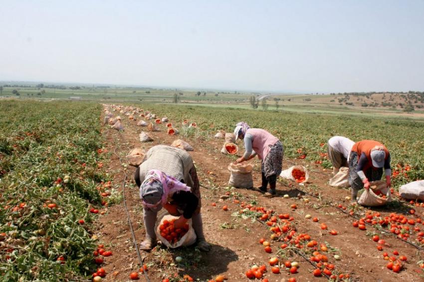 Karacabey'de domates hasadı başladı