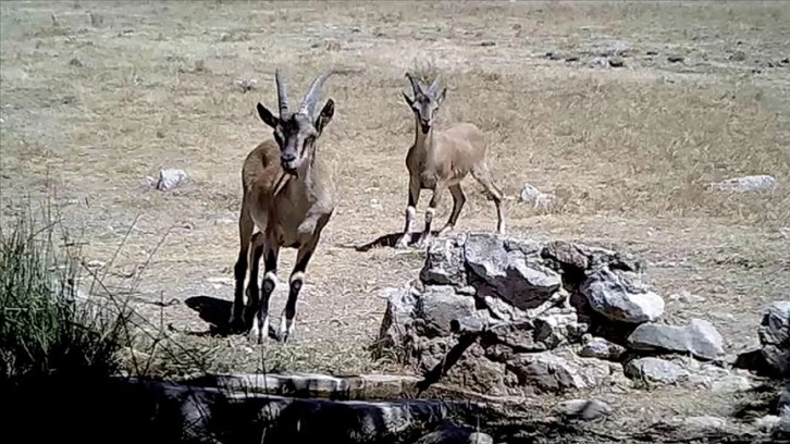 Doğa timleri yaban hayvanlarının envanterini çıkartmaya devam ediyor 