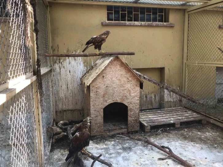 Doğada yaralı bulunan yaban hayvanları en kısa sürede tedavi edilerek yaşam alanlarına bırakılıyor
