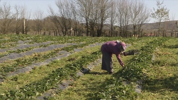 DOKAP kapsamında gelecek yıl organik tarım yapan 2 bin 500 üretici desteklenecek