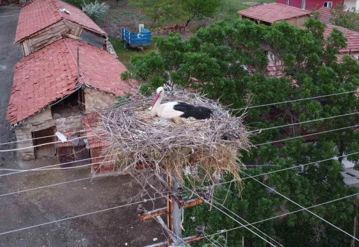 Dronu gören leylek yumurtalarını saklamaya çalıştı
