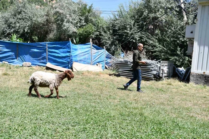 Düğünde kesilmemek için sahibinin elinden kaçan koyun onunla dost oldu
