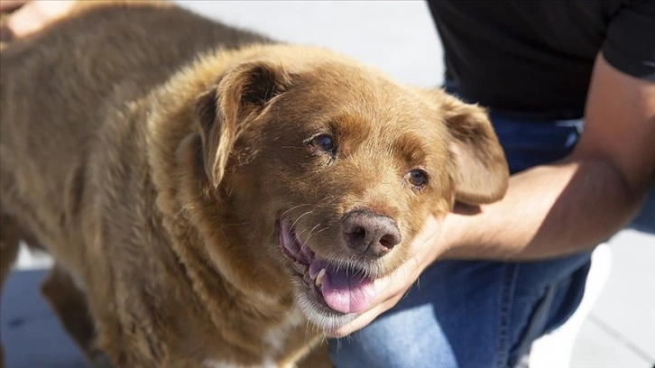 Dünyanın en yaşlı köpeği Bobi öldü