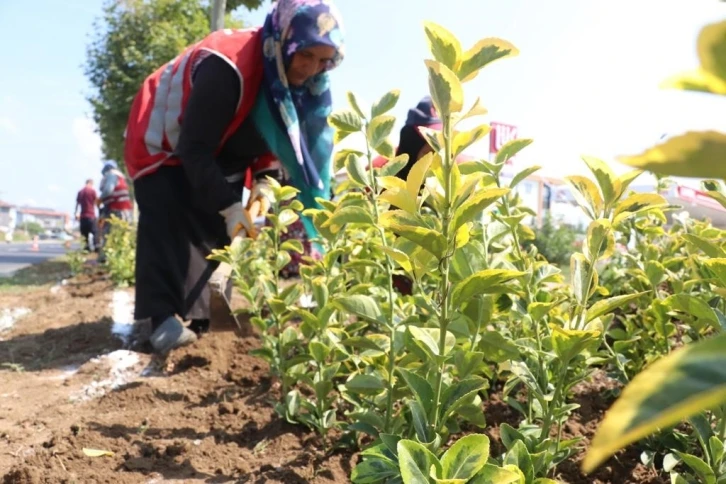 Düzce yollarında rengarenk manzara
