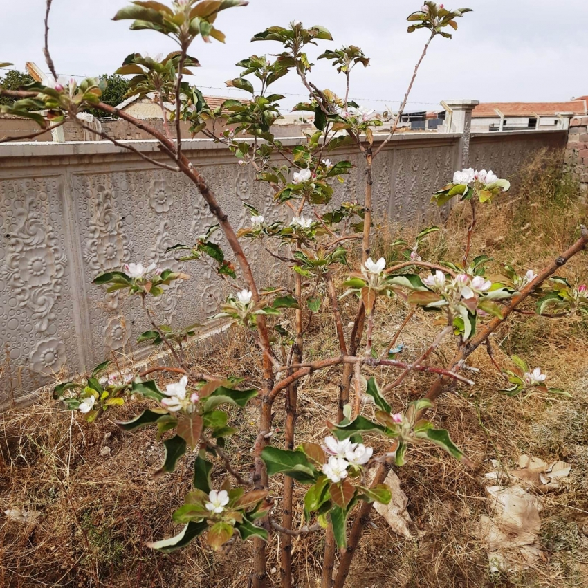 Ekim ayında elma fidanı çiçek açtı