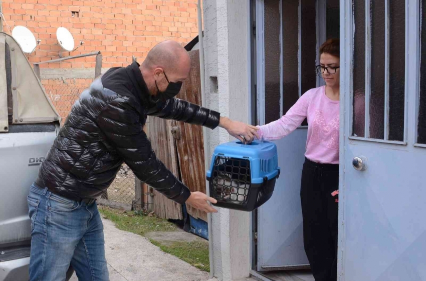 Tedavi edilen minik kediler ailelerine teslim edildi