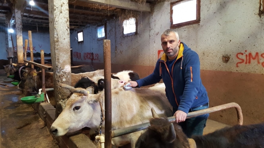 Köy muhtarı köye dönüş yapanlara inek desteğinde bulundu