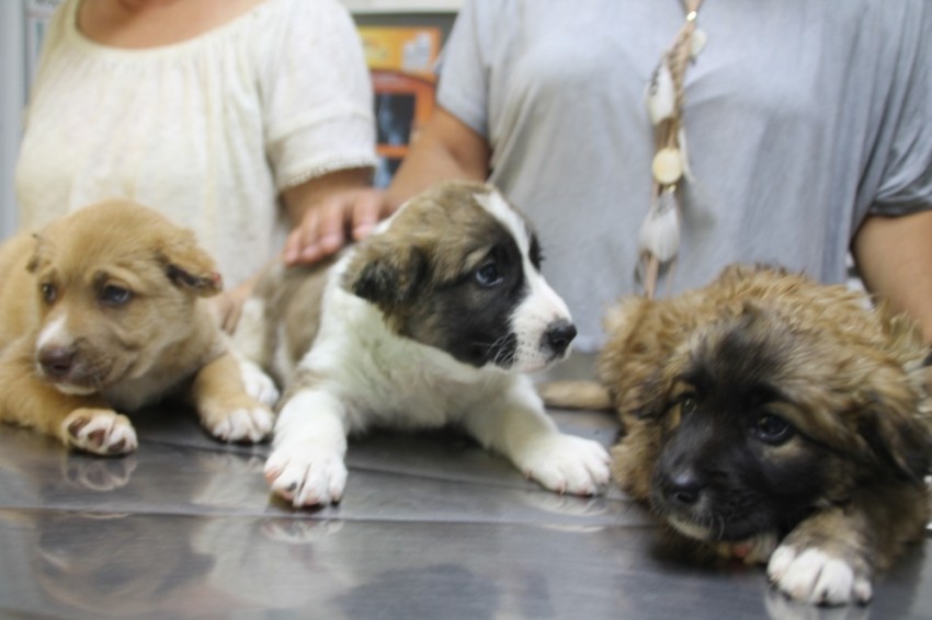 3 yavru köpeğe işkence yapan askere soruşturma