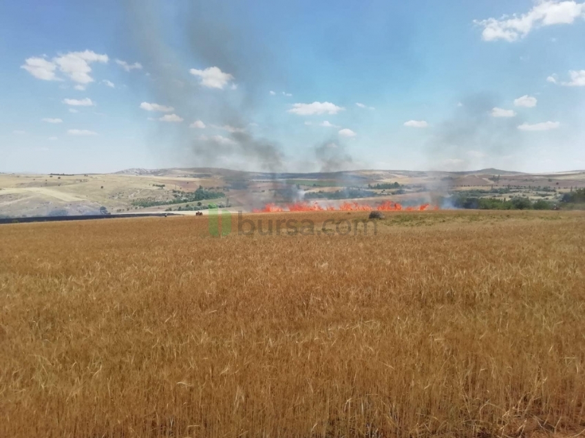 Aksaray’da 300 dönüm tarım hububat arazisi yandı