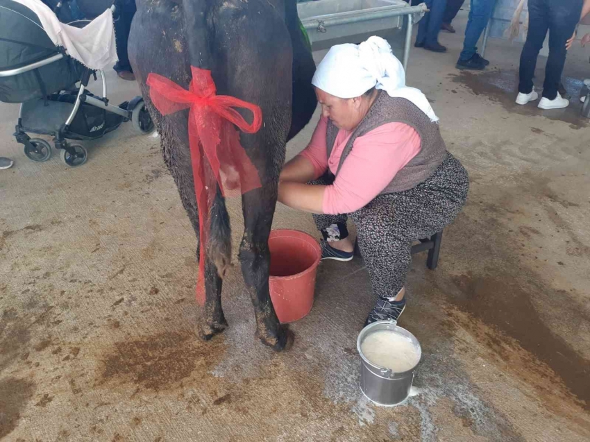 Süt sağmak için kıyasıya yarıştılar