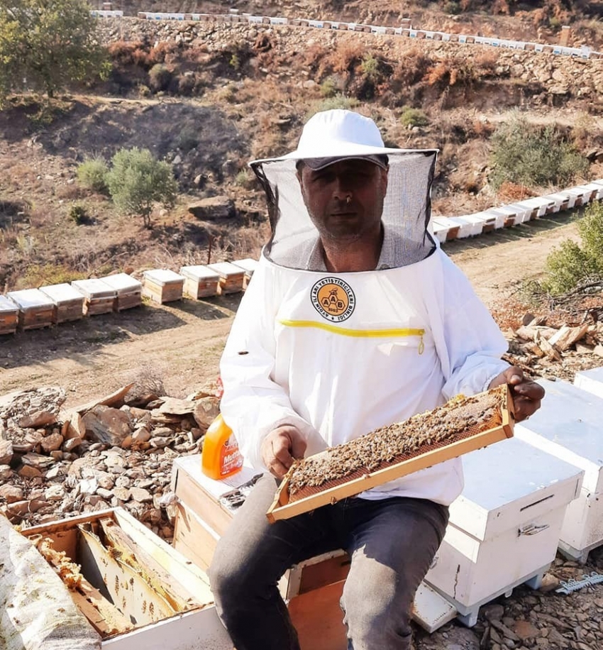 Gelmeyen kış, bitmeyen yaz arıların dengesini bozdu