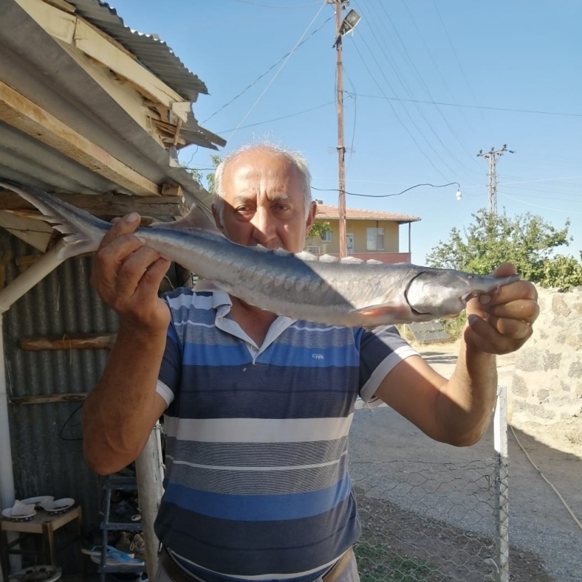 Havyarı 2 milyon liraya kadar çıkan balık, büyüklüğü ile şaşırttı