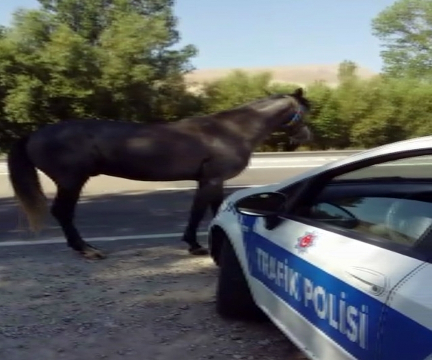 Uygulama noktasında ’at’ şaşkınlığı