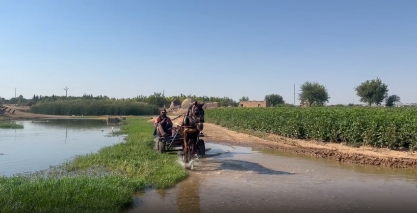 Taban suyu yükseldi, ortalık bataklığa döndü 