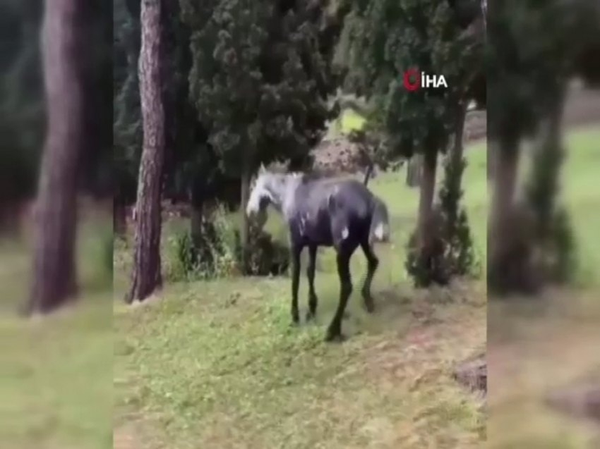 Heybeliada’da atın içler acısı hali yürekleri sızlattı