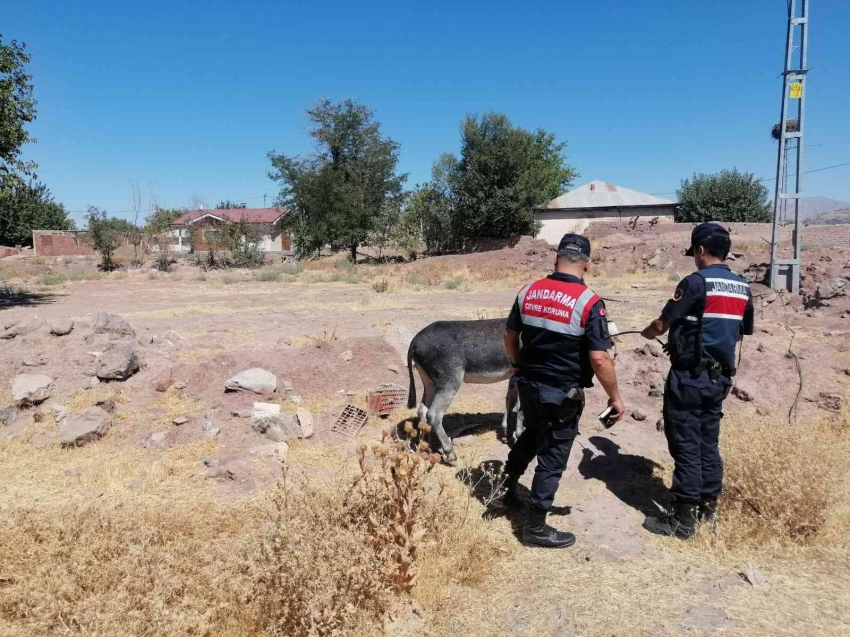 Eşekleri traktörün arkasına bağlayan sürücüye ceza