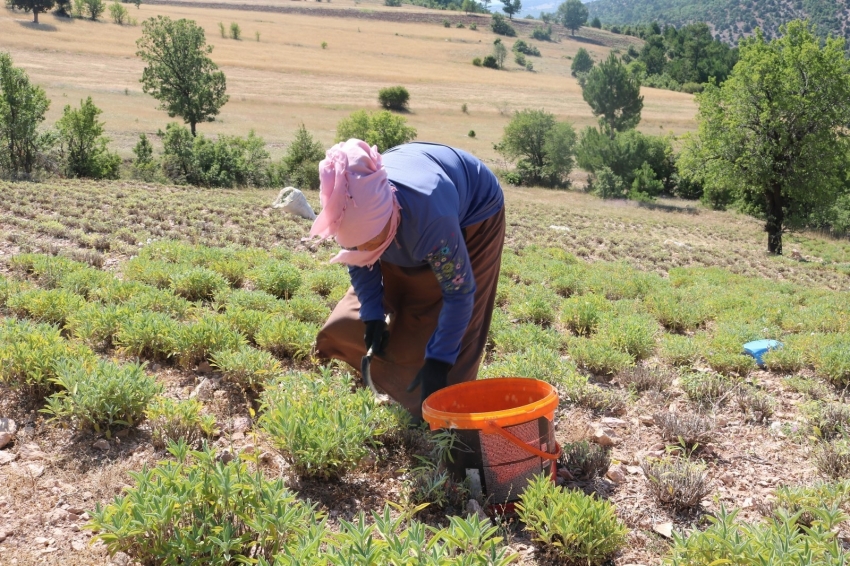 Adaçayı hasadı başladı