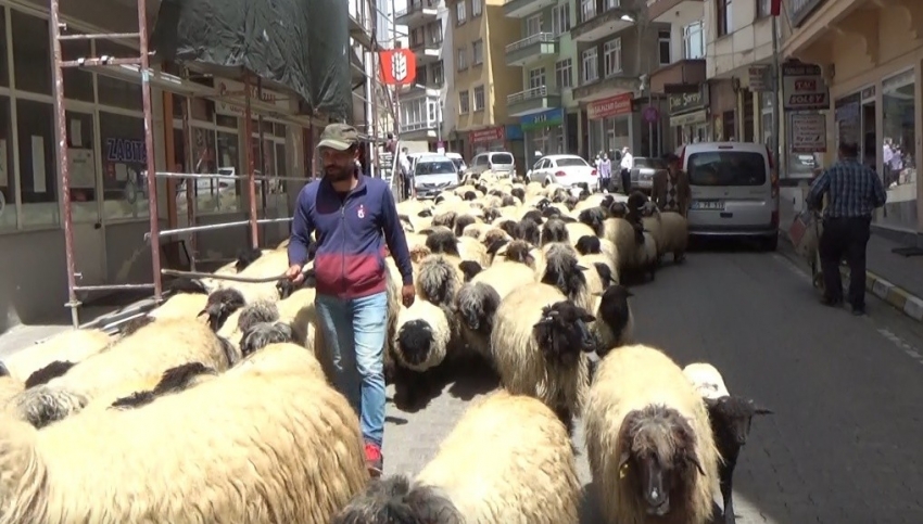 Havalar ısındı, yayla göçü başladı