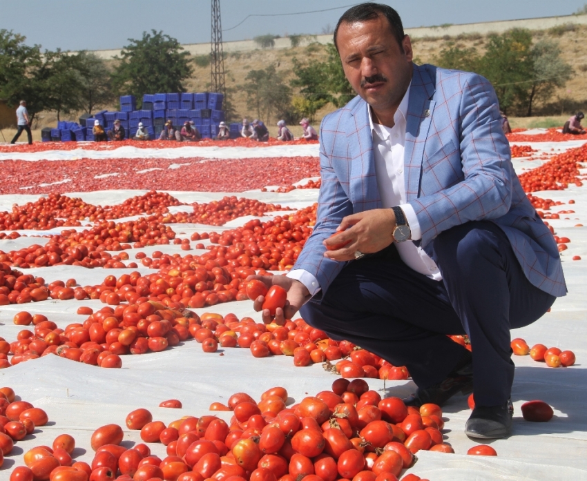 Tonlarca domates kurutulup dünyaya satılıyor