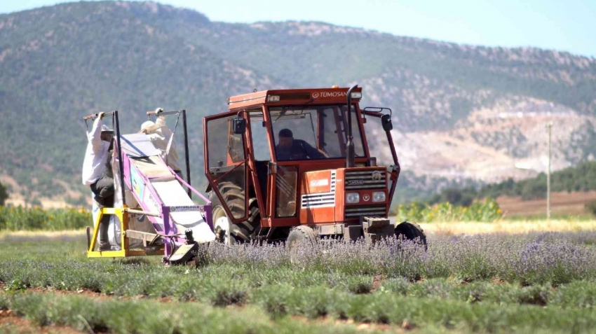 Lavanta üretiminin artması için desteğimiz devam ediyor