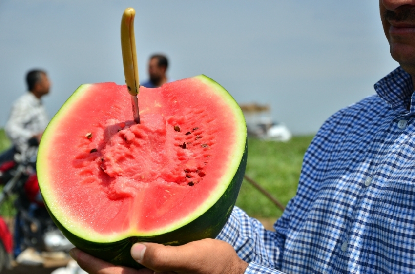 Turfanda karpuz hasadı başladı