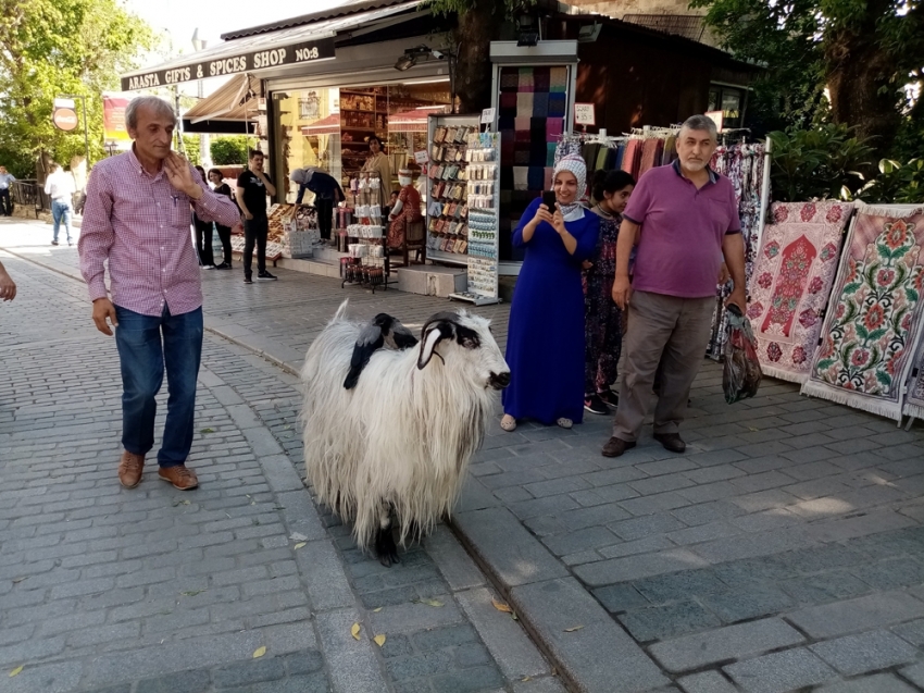 Keçisi ile evcilleştirdiği kargaları arkadaş oldu