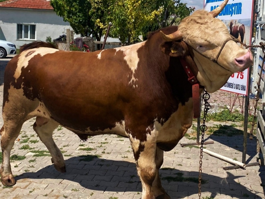 Otomobil fiyatına 1 ton 90 kiloluk kurbanlık