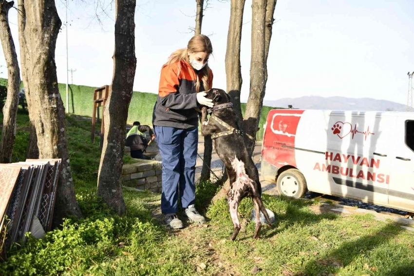 “Yasaklı ırk” köpekleri terk edenler 30 bin TL ödeyecek