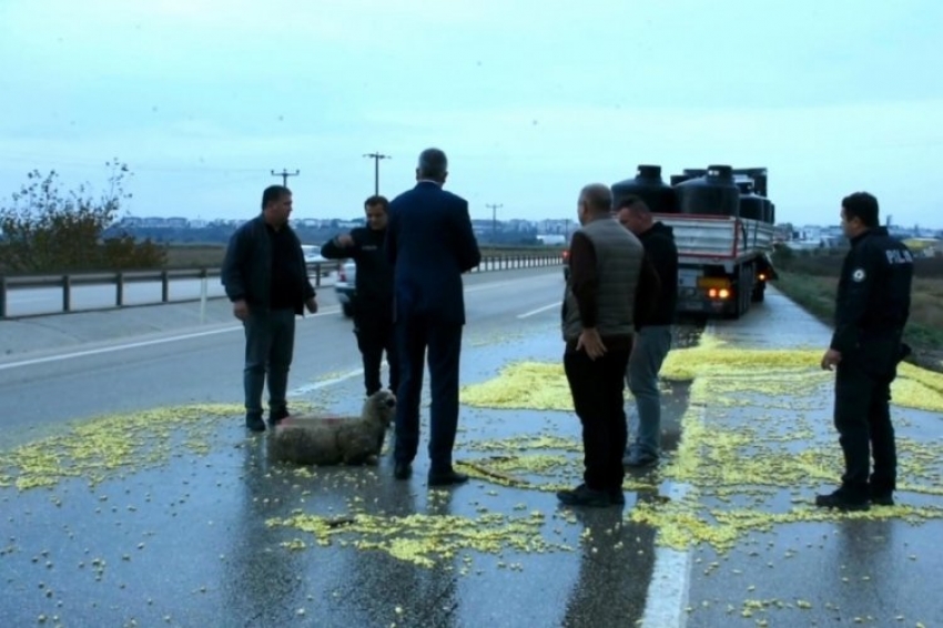 Bursa'da TIR koyun sürüsüne çarptı