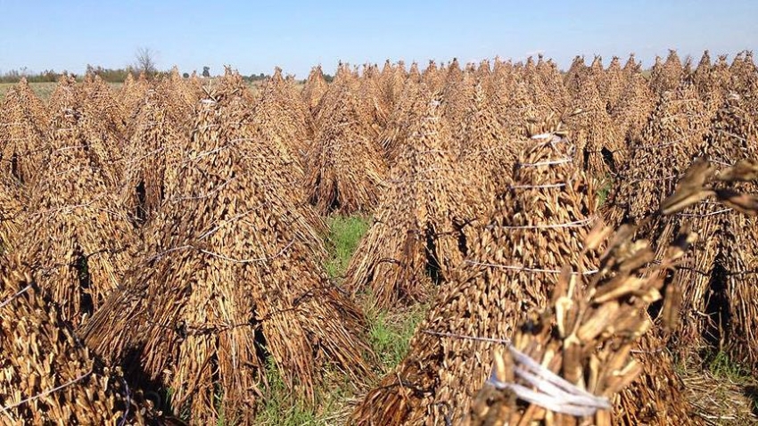 Edirne'de susam hasadı başladı