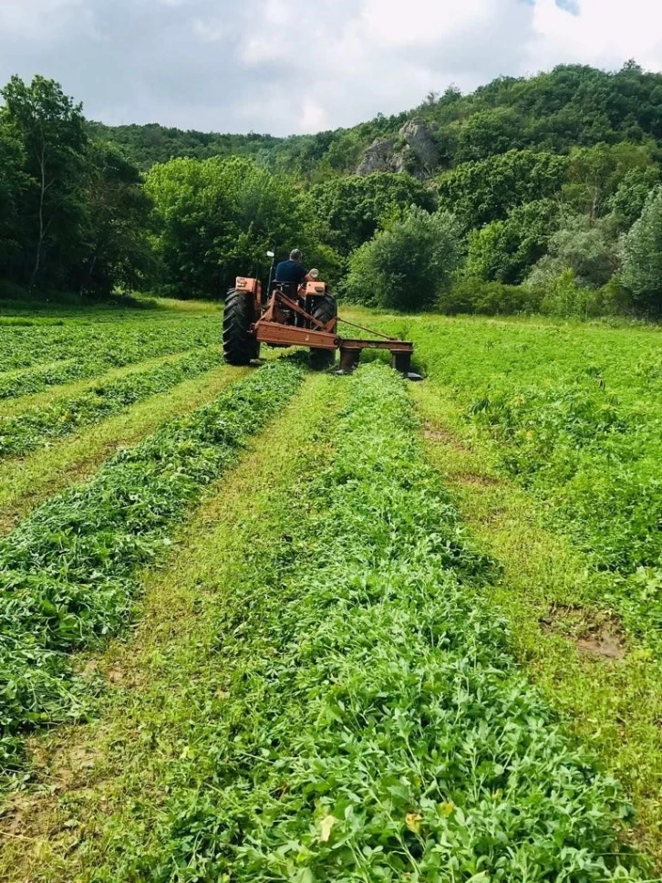 Edirne’de tarlada 228 bin kök kenevir ele geçirildi
