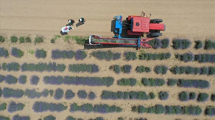 Edirne'de lavanta tarlalarında hasat başladı