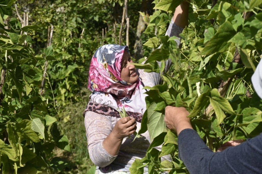 Bursa'da Çongara fasulyesine coğrafi işaret verilmesi için çalışmalar başladı