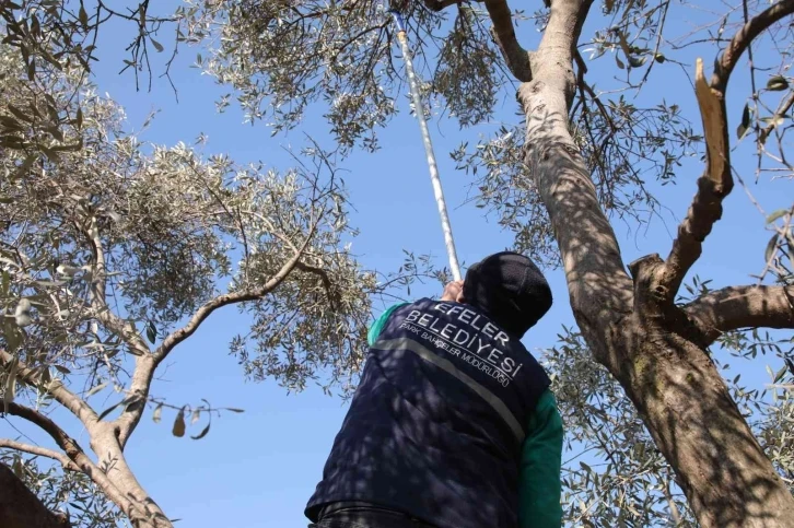 Efeler’de zeytin ağaçları budanmaya başladı
