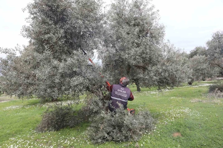 Efeler’deki zeytin bahçelerinde bakım çalışmaları devam ediyor
