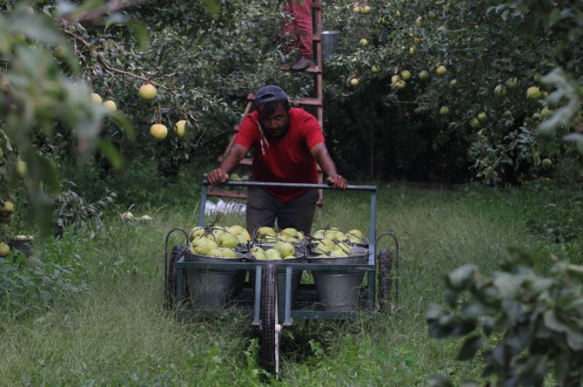 Bu armudun tanesi 1 kilo geliyor