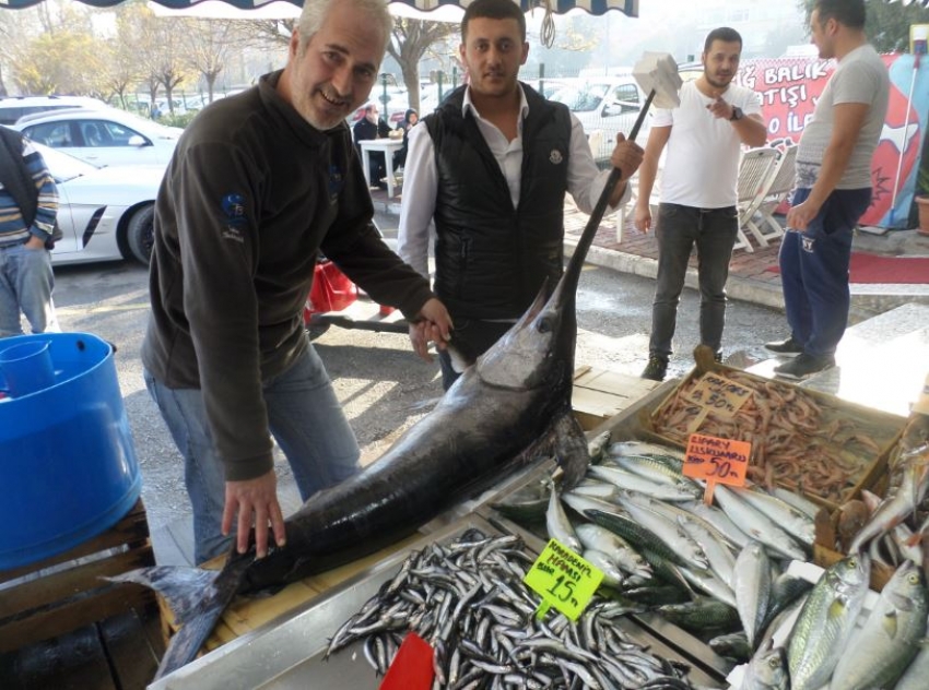 Marmara denizinde yakalanan kılıç balığı altın fiyatına satıldı