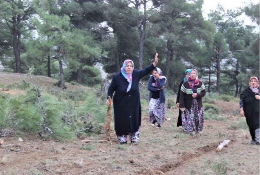 Ağaçların tıraşlanmasına köylülerden tepki