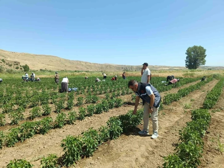 Elazığ’da 40 dekarlık alanda sebze hasadı
