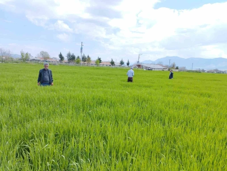 Elazığ’da hububat alanlarında çalışmalar sürüyor
