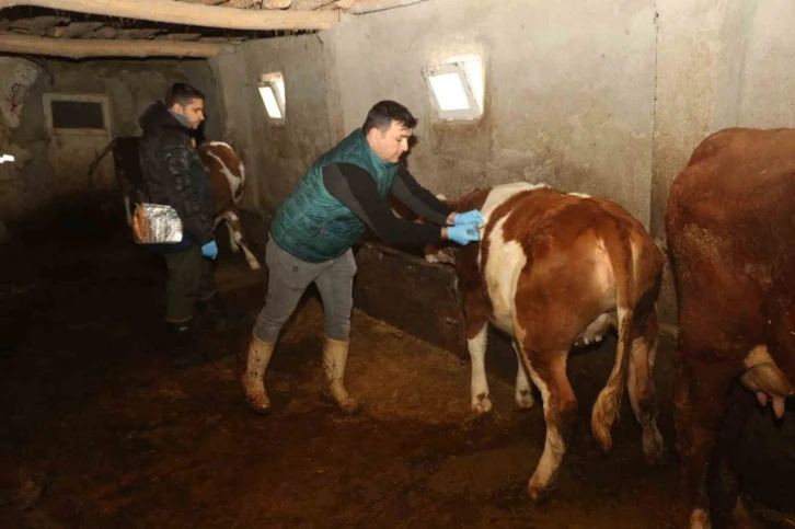 Elazığ’da şap hastalığına karşı aşılama çalışmaları devam ediyor
