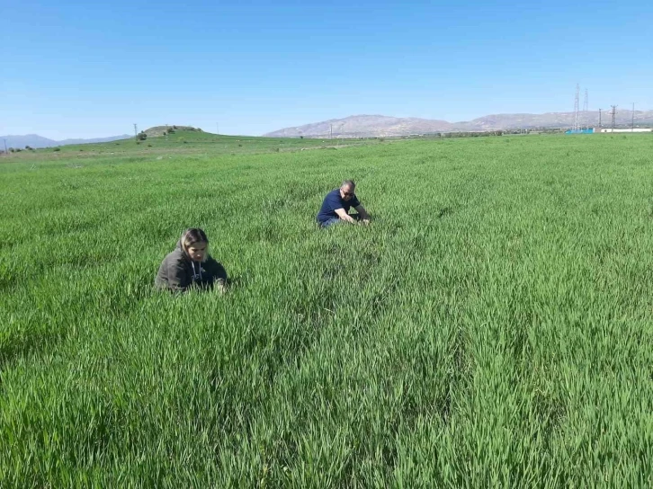 Elazığ’da süne ile mücadele çalışmaları başladı
