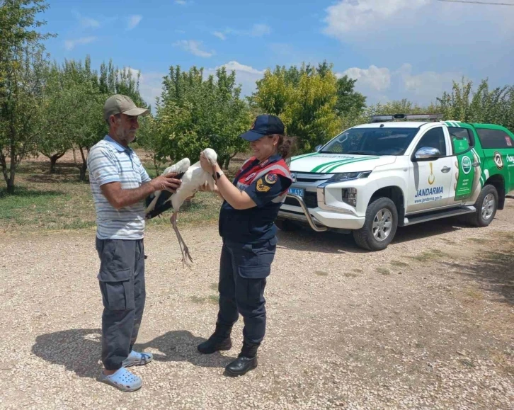 Elazığ’da yaralı leylek, koruma altına alındı
