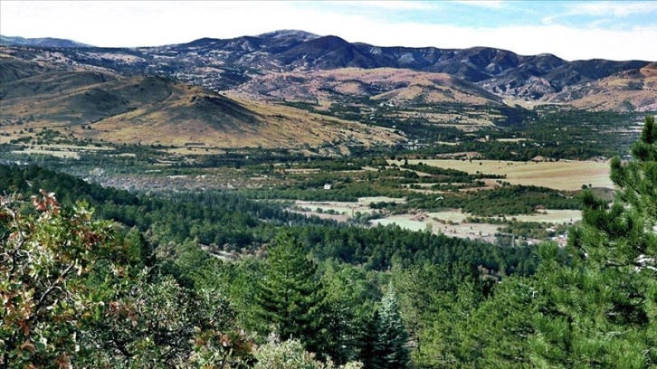 Elazığ'da 40 yıl önce dikilen fidanlar bozkırı ormana dönüştürdü