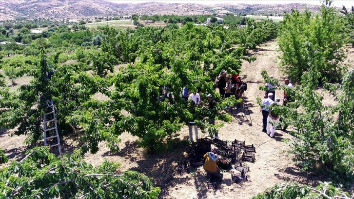 Elazığ'da 7 bin dekar alanda kiraz hasadı başladı